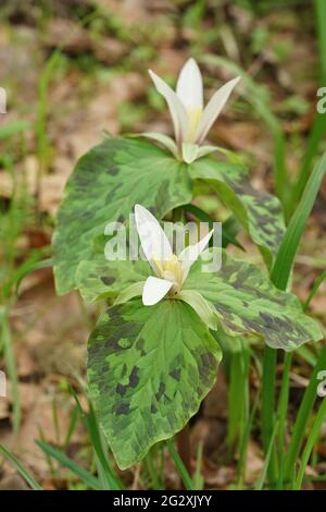 Un cliché sélectif de Trillium albidum, également connu sous le nom de wakerobin blanc géant dans le sud de l'Oregon Banque D'Images