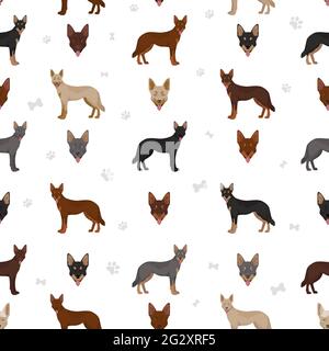 kelpie australienne toutes les couleurs clipart. Différentes couleurs de pelage et pose un motif sans couture. Illustration vectorielle Illustration de Vecteur