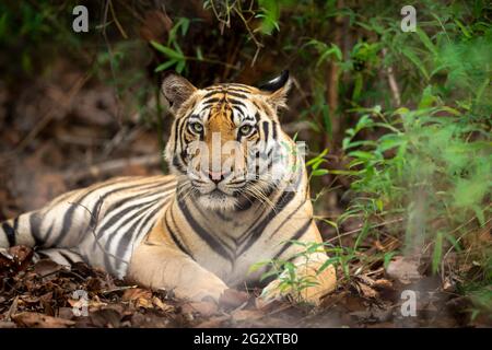 Tigre sauvage du bengale royal indien fermé lors de pluies de mousson au parc national bandhavgarh ou à la réserve de tigres umaria madhya pradesh inde panthera tigris Banque D'Images