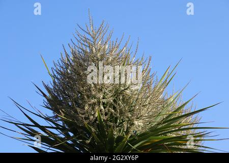 Fleurs de Cordyline Australis Tree UK. Banque D'Images