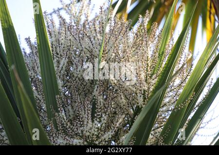 Fleurs de Cordyline Australis Tree UK. Banque D'Images