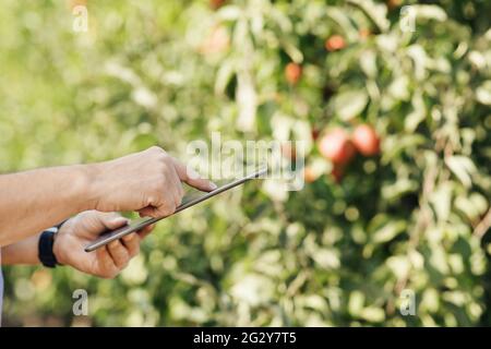 Producteur de fruits avec tablette numérique de contrôle de la qualité dans le verger biologique moderne Banque D'Images