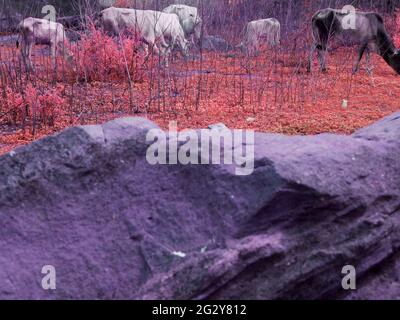 Pierre de couleur foncée de près derrière le groupe de vaches manger de l'herbe dans l'environnement naturel Banque D'Images