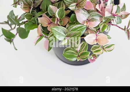 Tradescantia fluminensis tricolor plante en pot noir sur fond blanc Banque D'Images