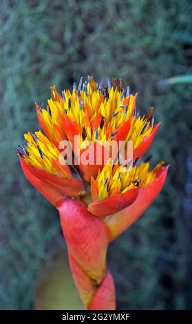 Inflorescence de la broméliade sur la forêt tropicale Banque D'Images