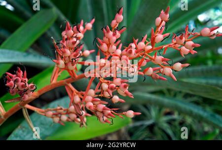 Inflorescence de la broméliade sur la forêt tropicale Banque D'Images