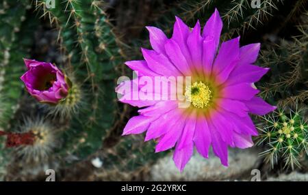 Fleurs de cactus rose vif (Echinocereus cinerascens) sur le jardin Banque D'Images