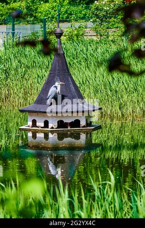 Héron gris (Ardea cinerea) assis dans un étang de parc de Berlin sur le toit d'une maison d'oiseaux à la recherche de poissons. Banque D'Images