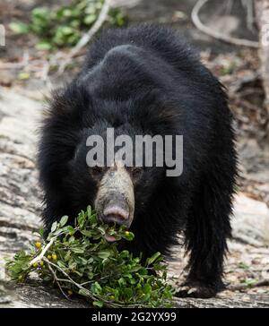 Sloth Bear, parc national de Yala, Sri Lanka Banque D'Images