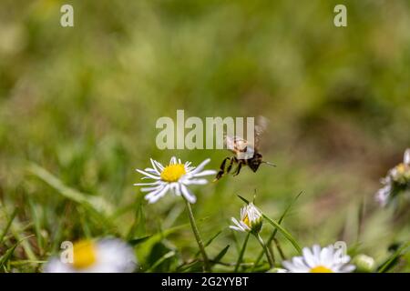 L'abeille britannique vole loin d'une pâquerette après avoir extrait du pollen Banque D'Images