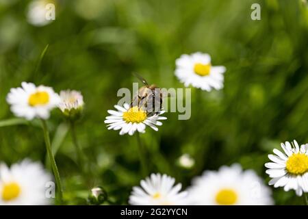 Abeille extrayant le nectar d'une Marguerite pendant l'été Banque D'Images