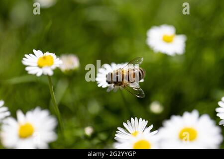 Abeille extrayant le nectar d'une Marguerite dans un jardin pendant l'été Banque D'Images