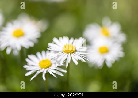 Des daises dans un jardin à l'arrière baignaient de soleil lors d'une chaude journée d'été Banque D'Images