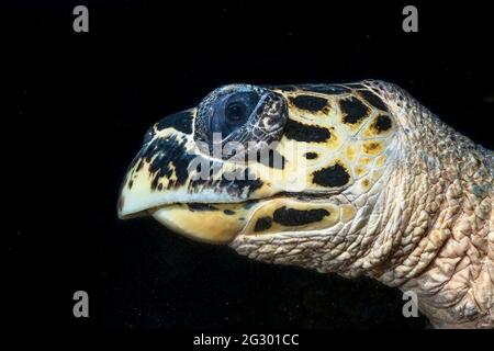 Tortue de mer (Eretmochelys imbricata) aux Maldives Banque D'Images