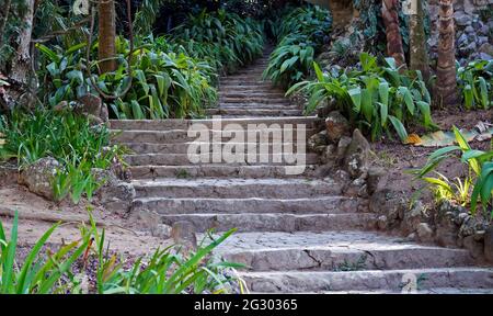 Escalier en pierre sur le jardin tropical Banque D'Images