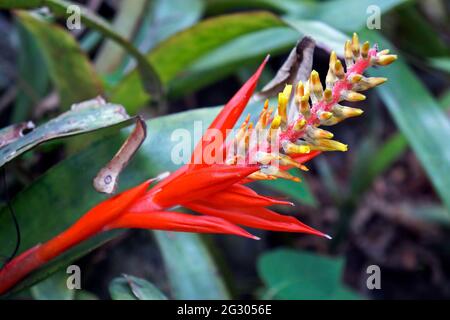 Inflorescence de la broméliade rouge (Aechmea nudicaulis) Banque D'Images