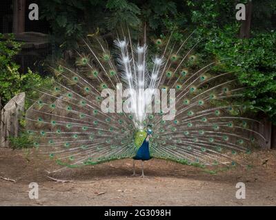 Un paon mâle se trouve dans un zoo de Phoenix, en Arizona. Il a une section de plumes blanches. Banque D'Images