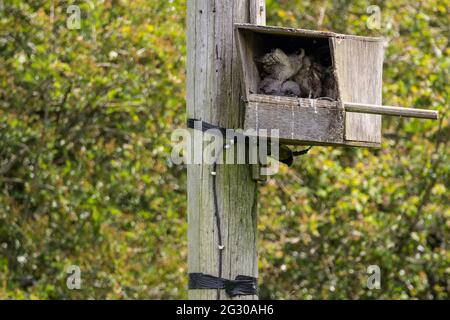 Boîte de nidification Kestrel avec poussins (falco tinnunculus) oiseau de proie. Poussins attendant que le parent apporte de la nourriture comme des rongeurs. Banque D'Images