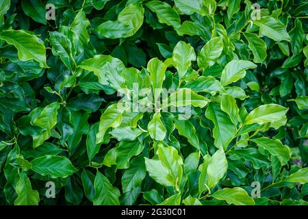 Gros plan de magnolias feuillus avec des feuilles saines et quelques gouttes de pluie Banque D'Images