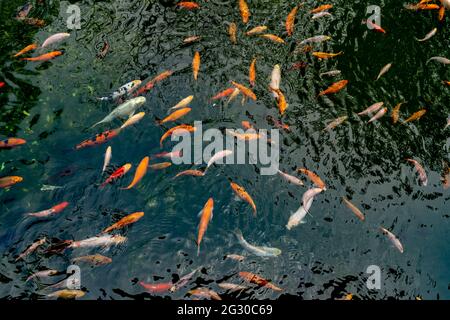 Étang avec carpes vue de dessus. Beaucoup de poissons colorés de différentes tailles nagent dans le lac. École de poisson dans l'étang. Carpe fantaisie Banque D'Images