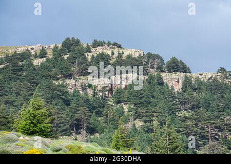 Vue panoramique depuis le parc national de Chelia.Forêt de Cèdre Atlas (Cedrus Atlantica) au mont Chelia dans les montagnes d'Aures en Algérie Banque D'Images