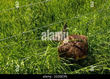 Berwickshire, Écosse, Royaume-Uni, 13 juin 2021. Un triste destin attend probablement un cerf de Virginie fauve qui s'est coincé dans une clôture en fil de fer avec ses pattes arrière complètement empêtrées lors d'une chaude journée d'été Banque D'Images