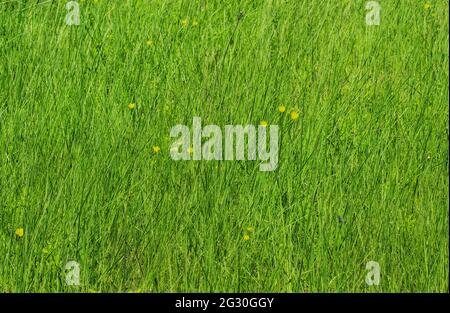 Herbe verte luxuriante en été dans la prairie Banque D'Images