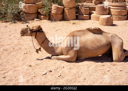 Le Camelus dromedarius ou chameau arabe, en harnais sur le sable; l'animal est utilisé pour le tourisme et les affaires de voyage à pétra, en jordanie, au Moyen-Orient Banque D'Images