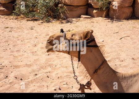 La tête et le cou du Camelus dromedarius ou du chameau arabe avec harnais en gros plan sur le fond de sable Banque D'Images