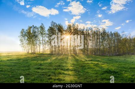 Les rayons du soleil traversent les arbres dans la forêt brumeuse Banque D'Images