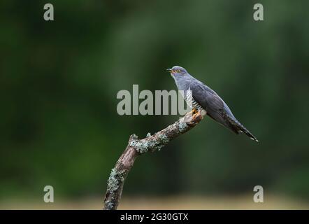 Coucou commun (Cuculus canorus). Ce mâle, connu localement sous le nom de Colin le Cuckoo, fait l'appel familier 'cuckoo'. Le bec est seulement ouvert. Banque D'Images