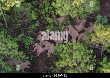 Kunming. 13 juin 2021. La photo aérienne prise le 13 juin 2021 montre un troupeau d'éléphants d'Asie sauvages dans le canton de Shijie, dans le comté de Yimen, dans la ville de Yuxi, dans la province du Yunnan, au sud-ouest de la Chine. Le troupeau errant d'éléphants d'Asie sauvages qui a retenu l'attention du monde entier persiste dans le canton de Shijie, dans la ville de Yuxi, dans la province du Yunnan, au sud-ouest de la Chine, a déclaré samedi les autorités. Tous les éléphants sont sûrs et sains, selon le siège en charge de la surveillance de leur migration. Credit: Xinhua/Alay Live News Banque D'Images