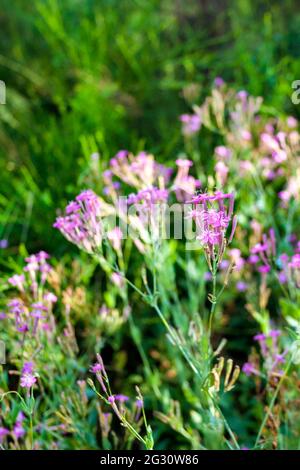Lychnis Viscaria vulgaris (également connu sous le nom de Silene viscaria, sticky scouler ou clammy campion) gros plan des fleurs Banque D'Images