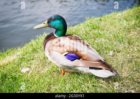 Le canard malard est également connu comme canard sauvage. Oiseau mâle sur fond d'herbe et de lac. Banque D'Images