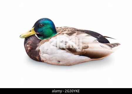 Le canard malard est également connu comme canard sauvage. Oiseau mâle isolé sur fond blanc. Banque D'Images