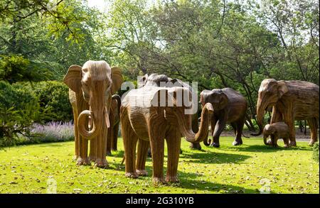 DES ÉLÉPHANTS DE LONDRES EN ANGLETERRE FABRIQUÉS À PARTIR DE LANTANA CAMARA OU DE PLANTES SAUVAGES SAGE TROUPEAU VU DANS LES JARDINS DE CADOGAN SLOANE STREET Banque D'Images