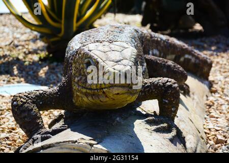 statue d'un immense lézard préhistorique, semble effrayant Banque D'Images