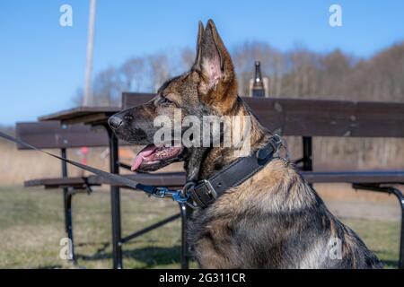 Un heureux chiot Berger allemand de quatre mois regardant l'appareil photo. Race de ligne de travail Banque D'Images