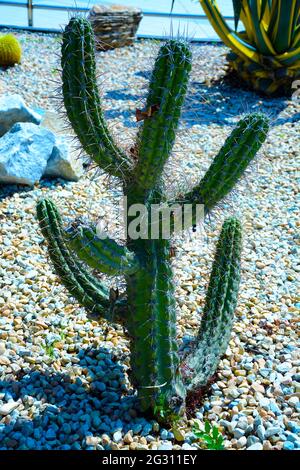 Groupe de préparé pour l'aménagement paysager à la mode de grands cactus en pot Golden Barrel ou Echinocactus grusonii dans des pots en plastique dans le centre de jardin. Ornemental Banque D'Images