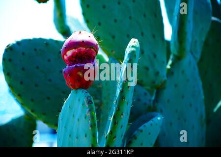 Groupe de préparé pour l'aménagement paysager à la mode de grands cactus en pot Golden Barrel ou Echinocactus grusonii dans des pots en plastique dans le centre de jardin. Ornemental Banque D'Images