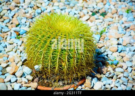 Groupe de préparé pour l'aménagement paysager à la mode de grands cactus en pot Golden Barrel ou Echinocactus grusonii dans des pots en plastique dans le centre de jardin. Ornemental Banque D'Images