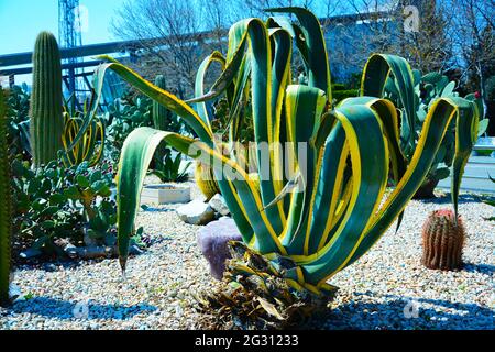 Groupe de préparé pour l'aménagement paysager à la mode de grands cactus en pot Golden Barrel ou Echinocactus grusonii dans des pots en plastique dans le centre de jardin. Ornemental Banque D'Images