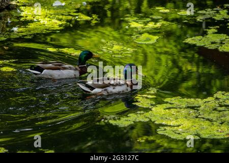 Deux Drakes nageant dans un étang plein de duckweed. Banque D'Images