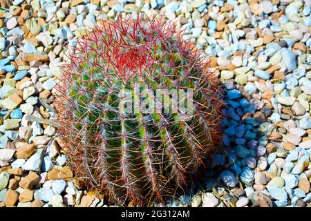 Groupe de préparé pour l'aménagement paysager à la mode de grands cactus en pot Golden Barrel ou Echinocactus grusonii dans des pots en plastique dans le centre de jardin. Ornemental Banque D'Images