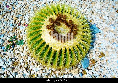 Groupe de préparé pour l'aménagement paysager à la mode de grands cactus en pot Golden Barrel ou Echinocactus grusonii dans des pots en plastique dans le centre de jardin. Ornemental Banque D'Images