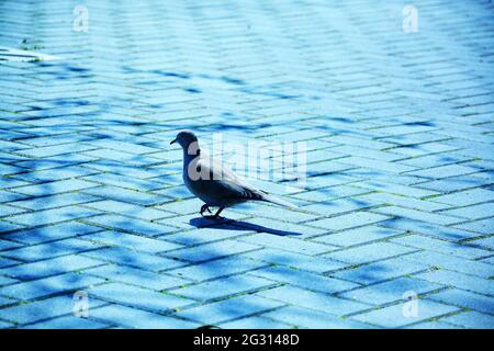 Un pigeon de forêt grise se dresse sur le trottoir du parc. Jour de printemps dans la ville. Banque D'Images