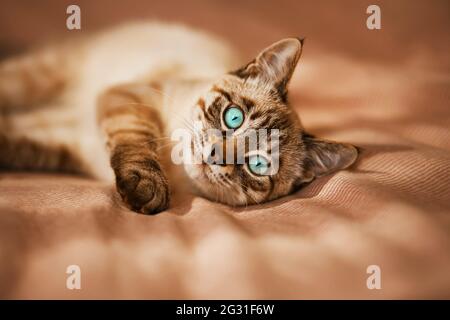 Un joli tabby thaï kitten aux yeux bleu vif se trouve sur une couverture rayée sur un lit doux, illuminé par la lumière du soleil tôt le matin. Confort à la maison Banque D'Images
