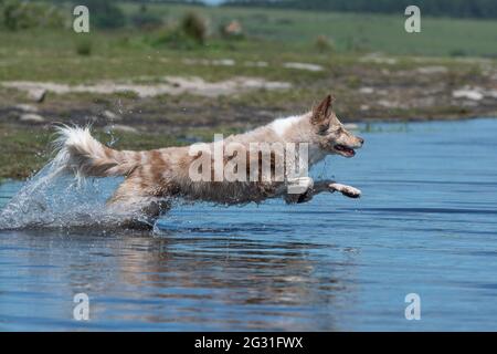 Border collie se rafraîchissent dans un lac Banque D'Images