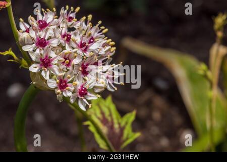 Allium 'Silver Spring' Banque D'Images