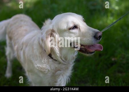 Chien de spaniel. Animaux de compagnie pour une promenade. Animal sur la pelouse. Portrait d'un animal aimé. Banque D'Images